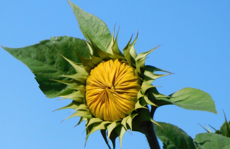 Closed sunflower
