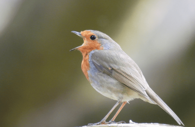 Wendy Mitchell photography World Photography Day - a robin