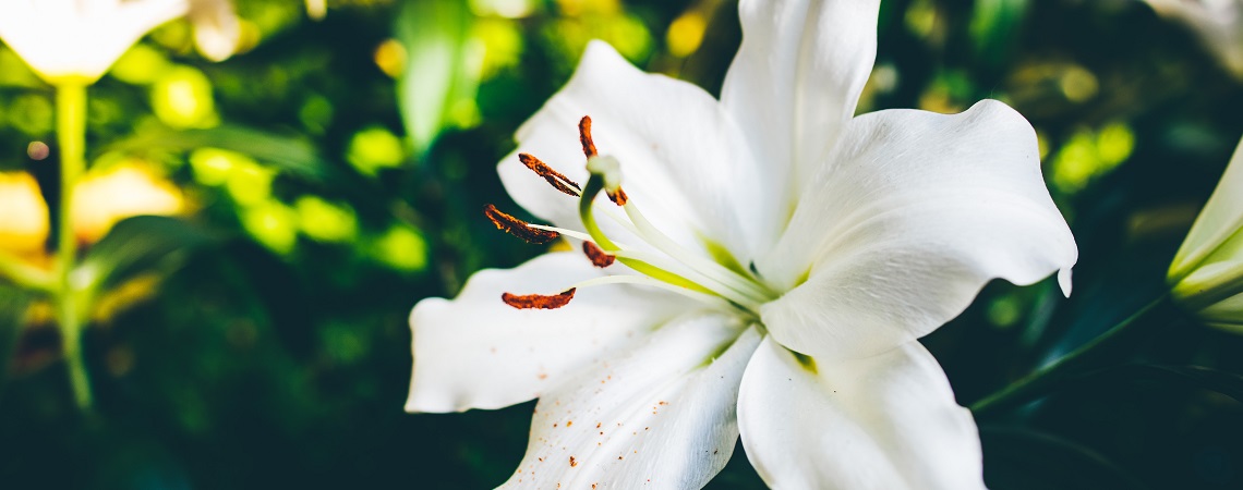 Picture of a lily