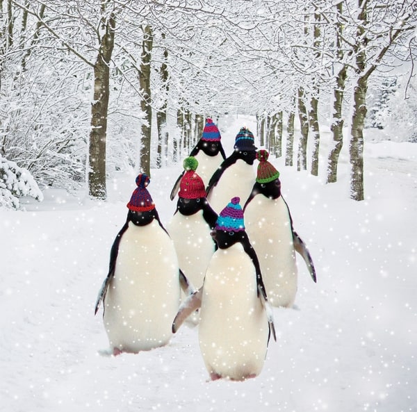 Penguin Christmas card