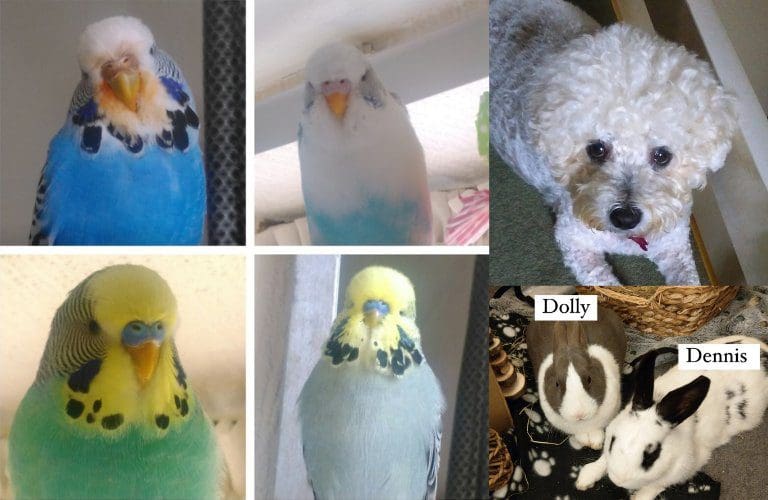 Some of Jasmine’s family pets; four budgies, dog Mollie, and bunnies Dolly and Dennis