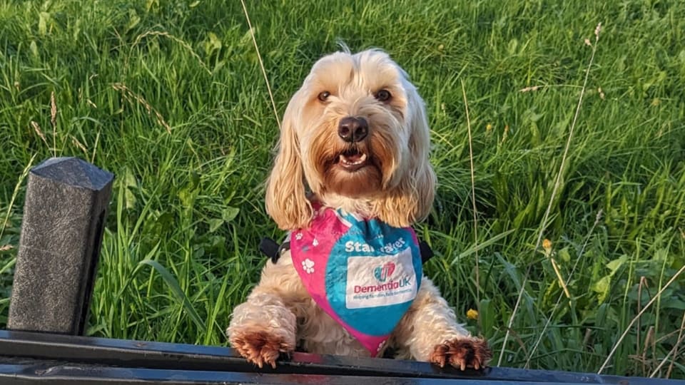 a dog wearing a dementia uk bandanna