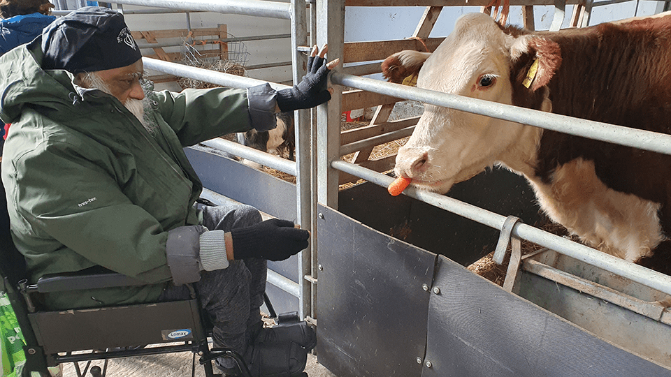 Mohinder feeds a cow from his wheelchair