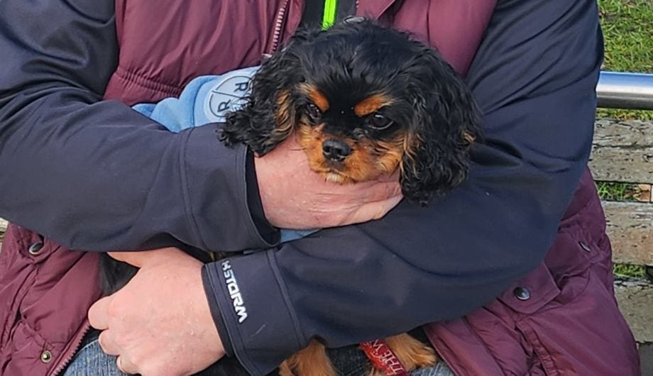 King Charles Cavalier Spaniel puppy being held